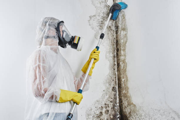 Best Local Mold Removal Service  in Henderson, KY